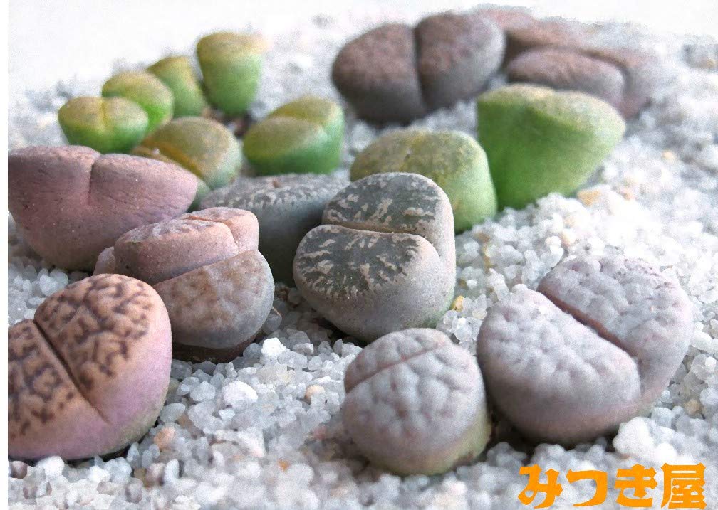 Amazon.co.jp: リトープスの種 10粒（Mix) 育て方の説明書 みつき屋